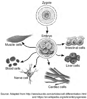 genetics and biotechnology, gene expression and cell differentiation, reproduction and development, defferentiation and embryonic development fig: lenv12020-examw_g9.png